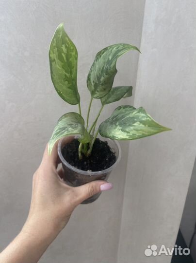 Прекрасная Аглаонема Трейба