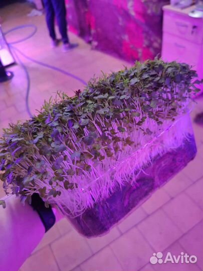 Доставка микрозелени