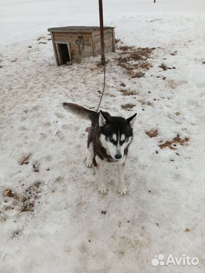 Сибирский хаски