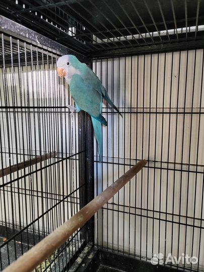 Попугай монах калита квакер синий голубой
