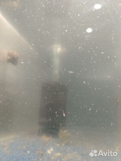 Мальки тернеций