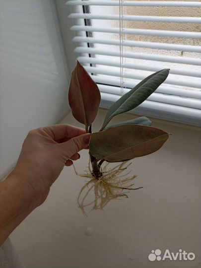 Фикус бесплатно