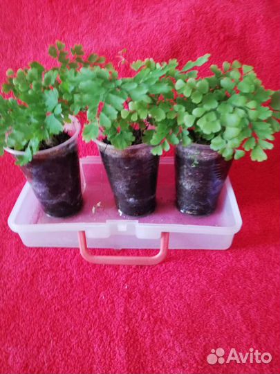 Адиантум и цветущий каланхоэ