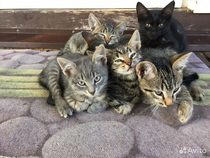 Отдам котят в добрые ручки