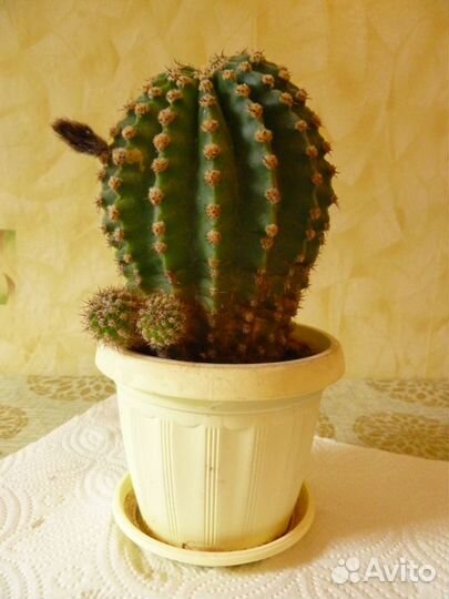 Продам цветы комнатные