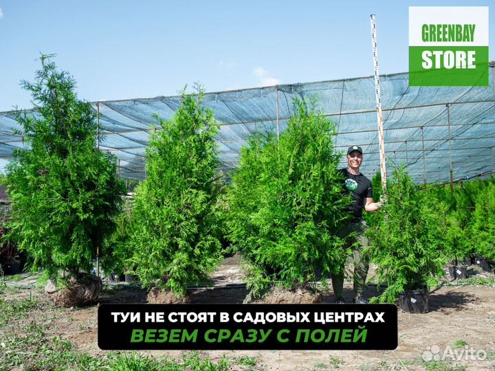 Туя брабант 140 см свежая копка 2023