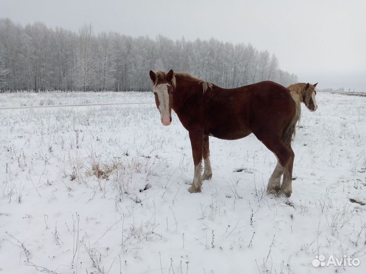Жеребчик советский тяж