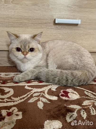 Британская шиншилла