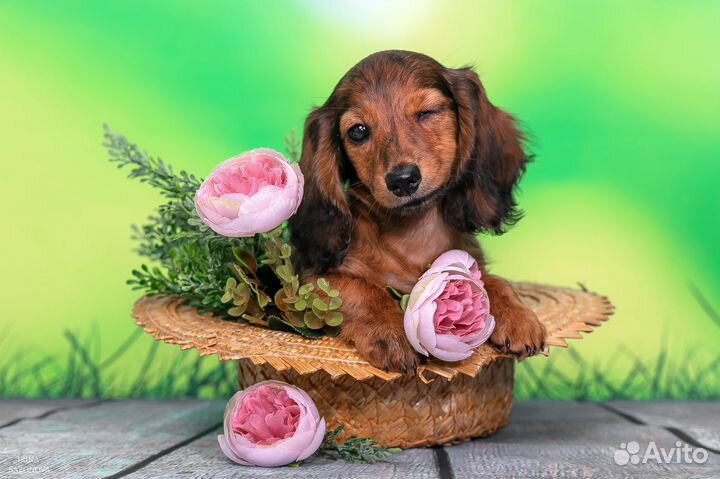 Такса тигровая