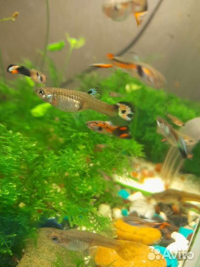 Мальки гуппи