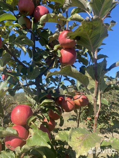 Яблоки Леди Пинк