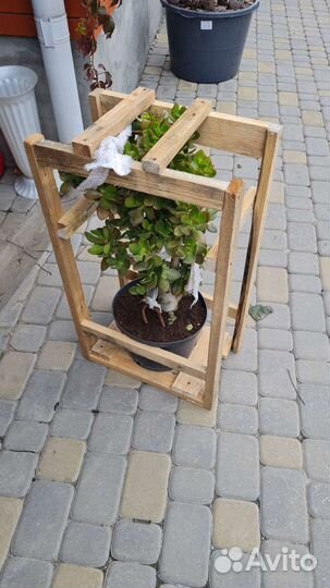 Денежное дерево