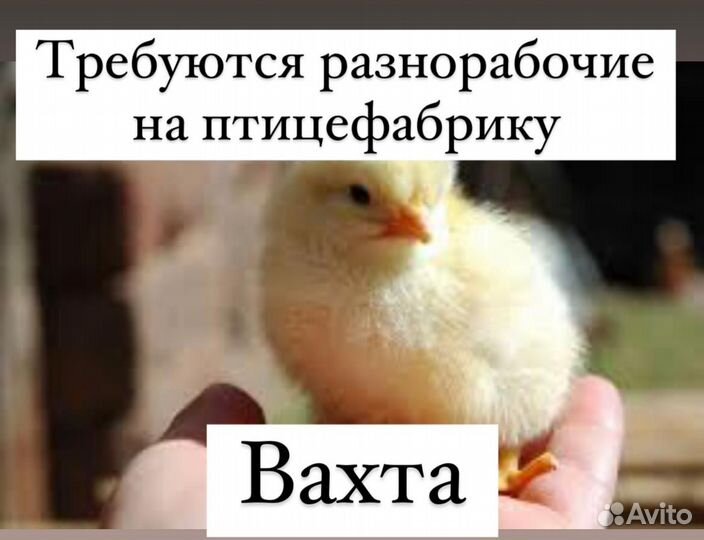 Разнорабочий Рефтинская птицефабрика вахта
