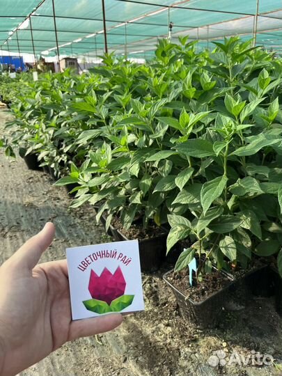 Гортензия Металлика