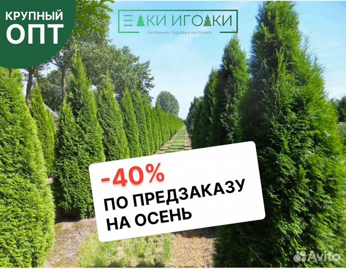 Туя Смарагд 1,5 м