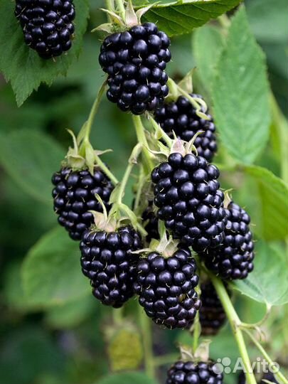 Малина, ежевика, мед