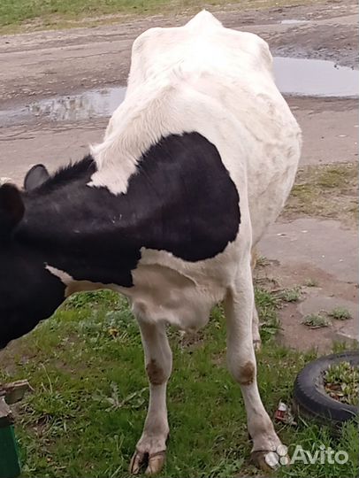 Продам дойную корову