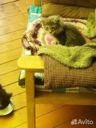 Отдам котенка