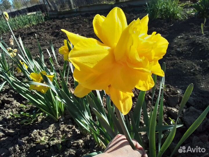 Луковицы нарциссов