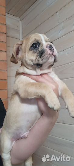 Французский бульдожка