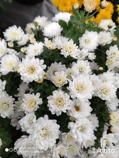 Хризантемы