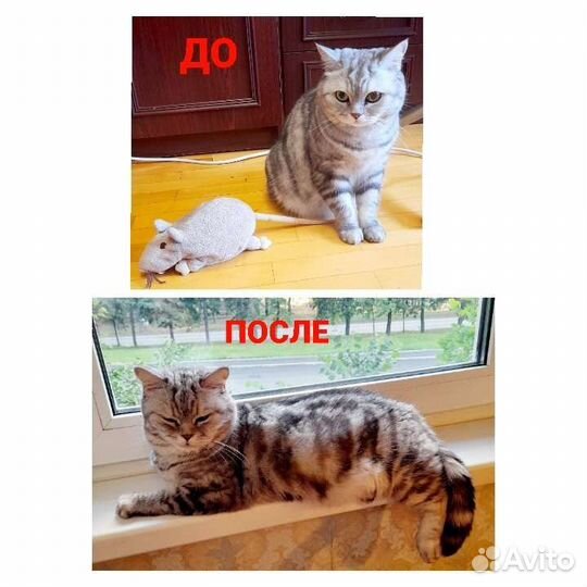 Передержка кошек и собак