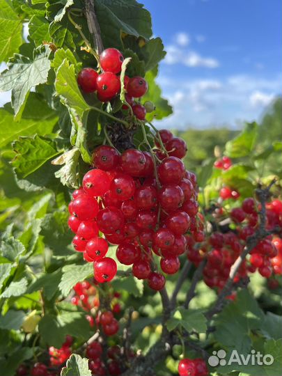 Красная смородина, огурцы, ягоды