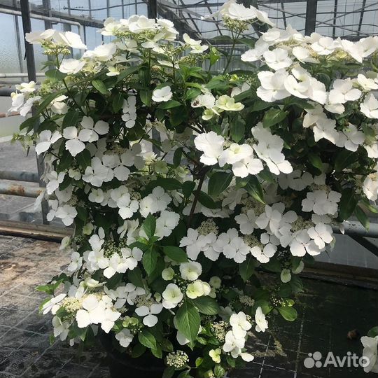 Саженцы Гортензии гибр. Сбежавшая невеста доставка