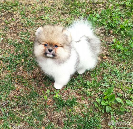 Щенки померанского шпица