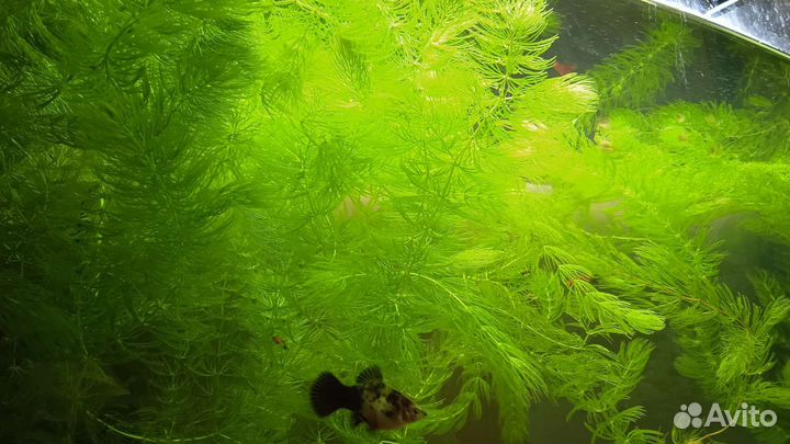 Пецилии, меченосцы, анцитрусы, креветки и растения