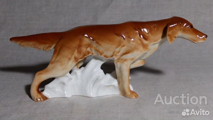 Охотничья собака «Ирландский сеттер» лфз