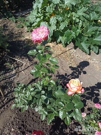 Роза,куст