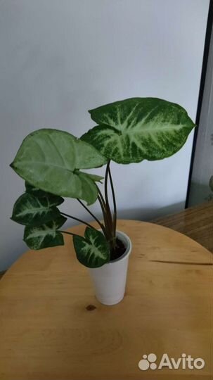 Сингониум пикси