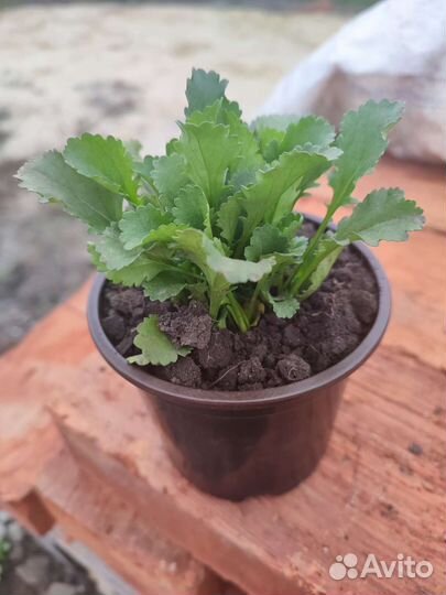 Ромашка садовая. Рассада зкс