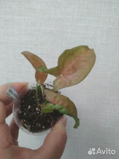 Сингониум Неон