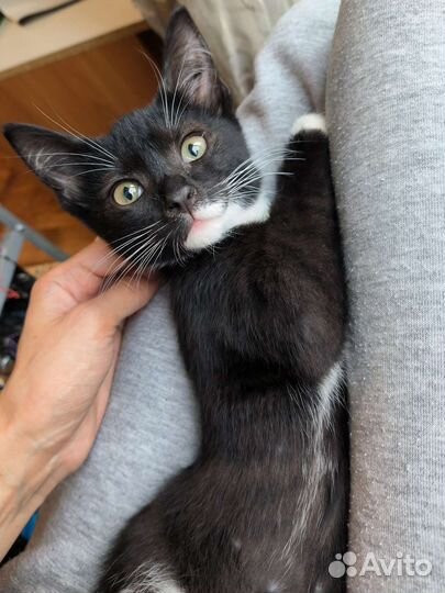 Котята ищут дом