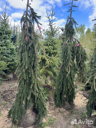 Сосна,ель голубая, сербская