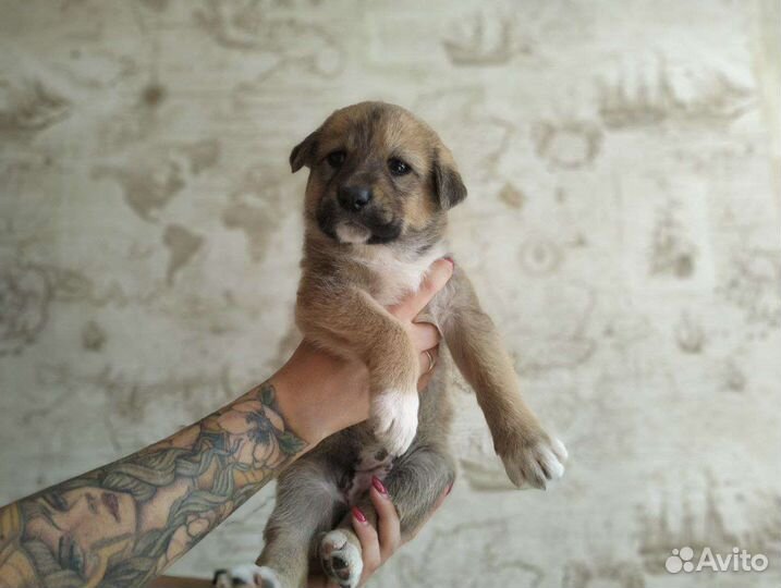 Щенок девочка метис алабая