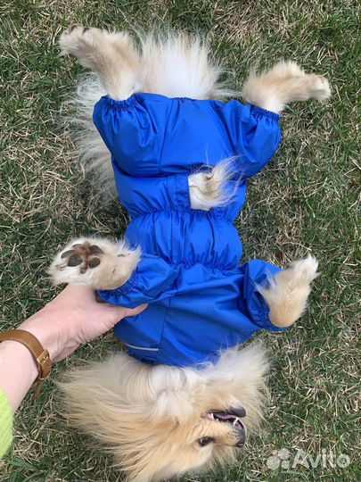 Дождевик комбинезон для маленьких собак