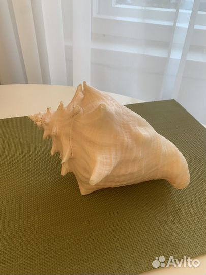 Больша морская раковина