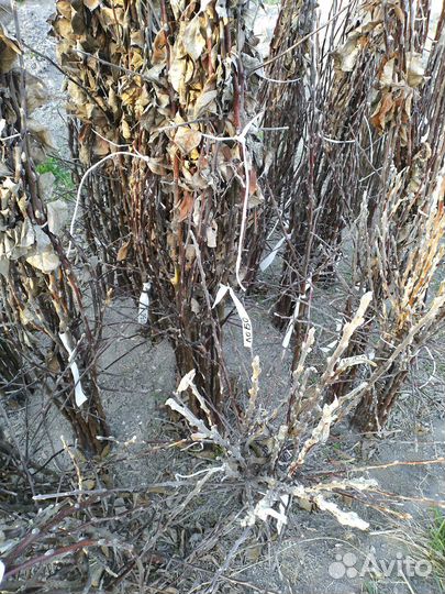 Саженцы яблони