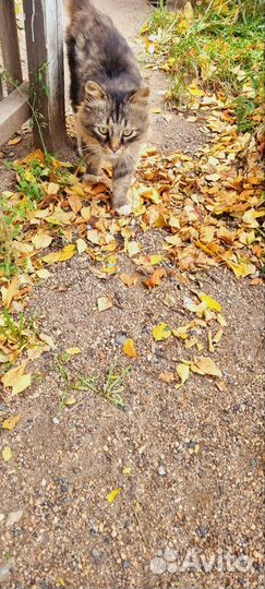 Котик с грустными глазами