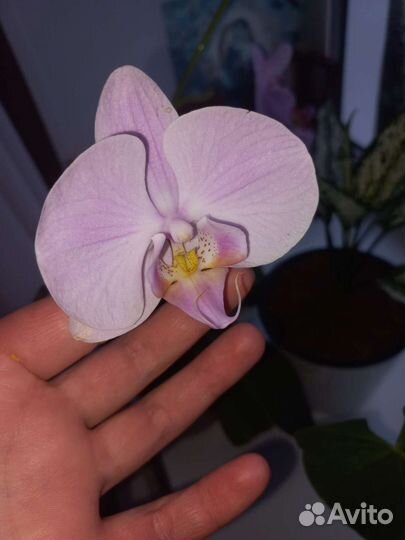 Орхидея фаленопсис детка