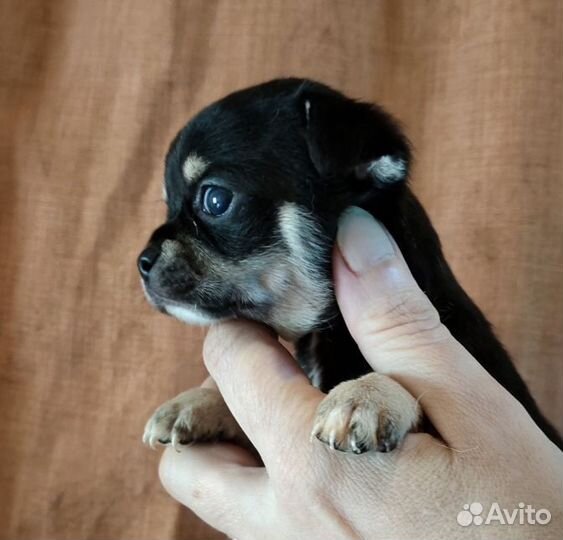 Щенки чихуахуа