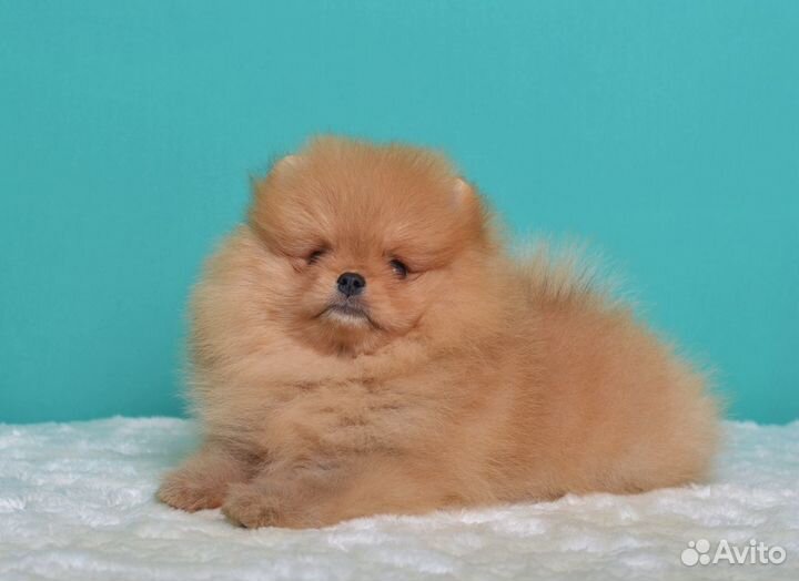 Померанский шпиц