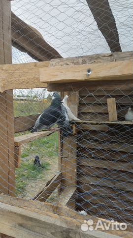 Продам голубей чехи-спорт