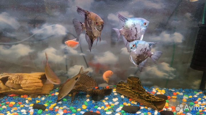 Аквариум с рыбками