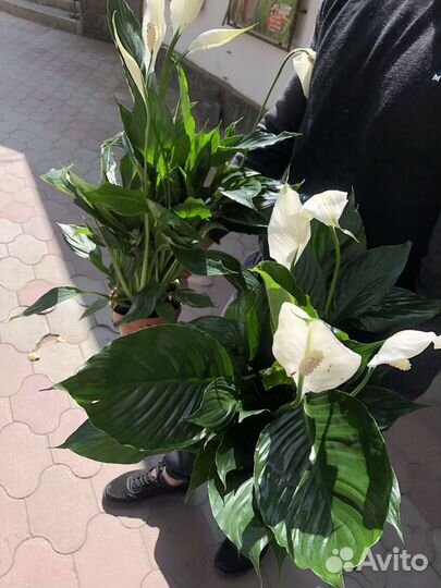 Спатифиллум купидо много цветоносов