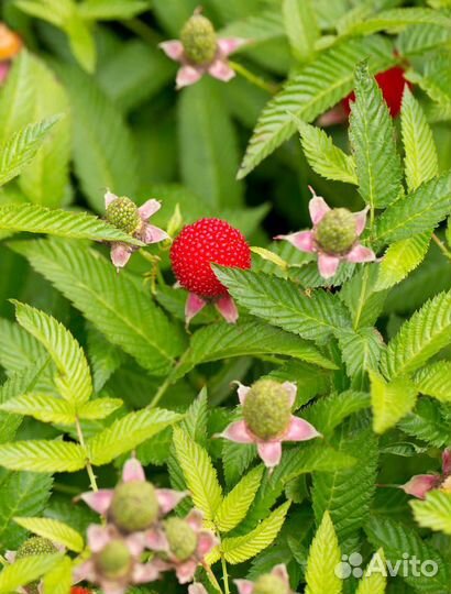 Саженцы тибетской малины (розолистная, ежемалина)