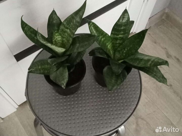 Сансевиерия Хана (каменная роза)